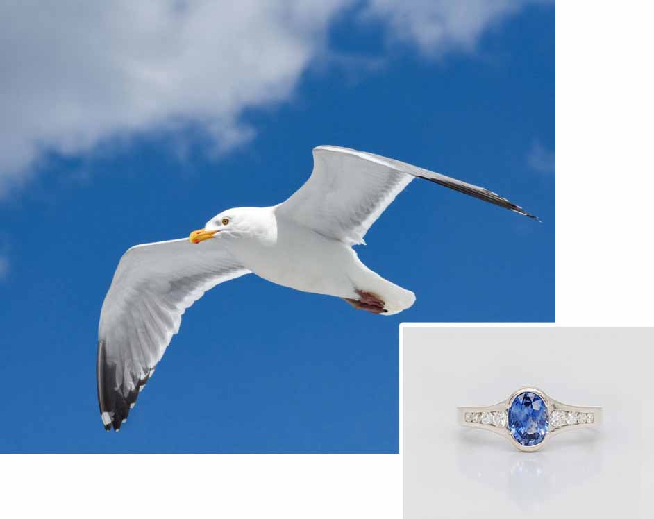 Gull with ring
